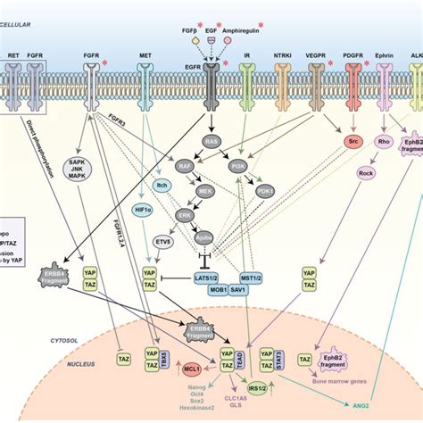 Receptor Tyrosine Kinase Rtk Domains And Activation Process This