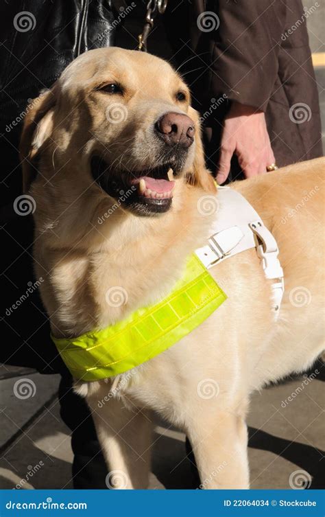 Guide Dog For The Blind Stock Photo Image Of Vertical 22064034