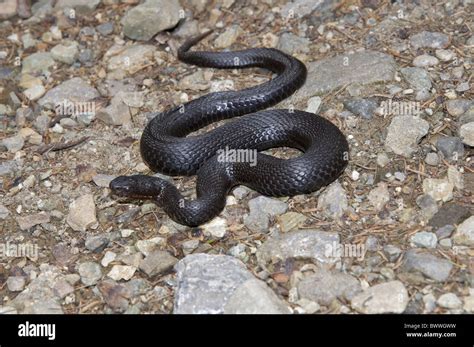 Dolomites Italie Asp Vipère Aspic Vipera Aspis Serpents Serpent Venin