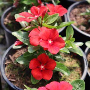 Tattoo Tangerine Vinca In 1 Gallon Pot Fraser Valley Rose Farm