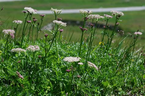 Flower Gallery :: Apiaceae :: DSC_6938