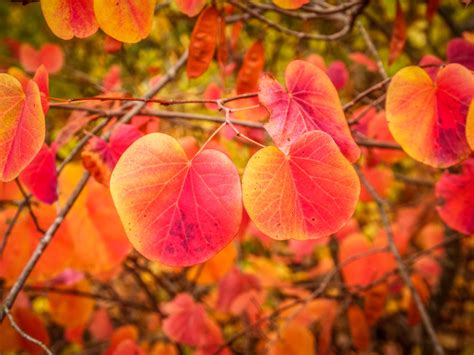 Western Redbud Leaves In Fall Harry Flickr