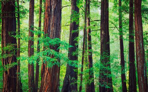 Were Redwood Trees Injected With Adrenaline 8