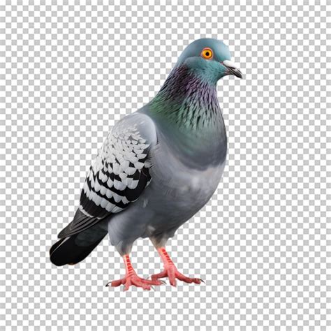 Premium Psd Pigeon Bird Isolated On Transparent Background