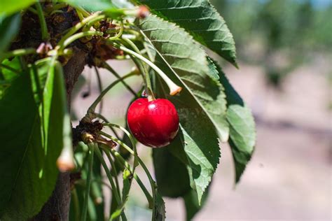 Nunn Better Cherries Updated June 2024 14 Photos 830 Sunset Rd