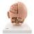 Modelo De La Cabeza 6 Piezas 3B Smart Anatomy 1000217 3B