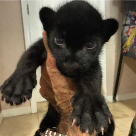 BUY BLACK PANTHER CUBS,BLACK PANTHER CUBS for sale