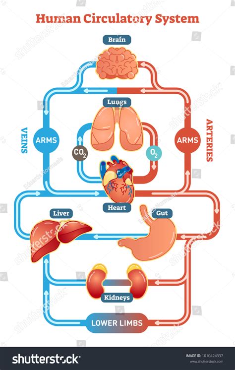 Human Circulatory System Vector Illustration Diagram Stock Vector