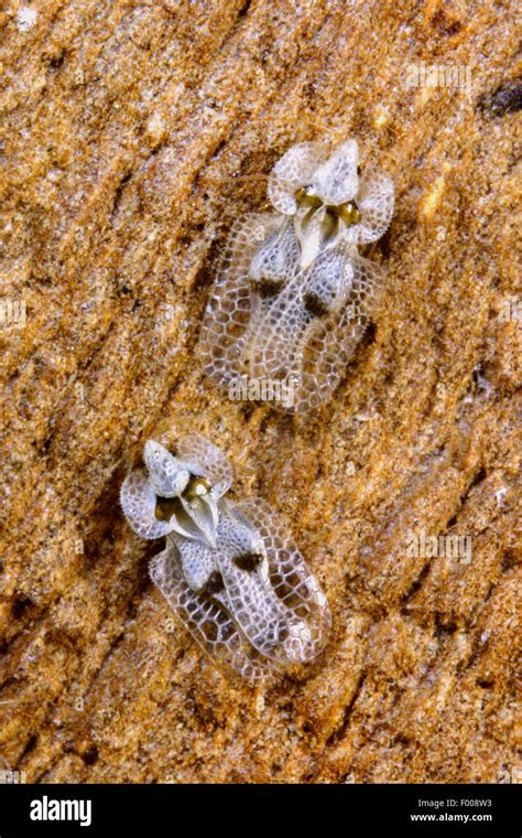 Sycamore Lace Bug Corythucha Ciliata Germany Stock Photo Alamy