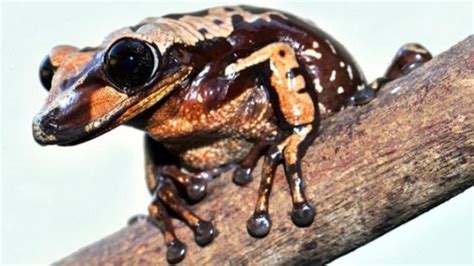 Katak Beracun Mematikan Bisa Membunuh Orang Dewasa Racun Katak