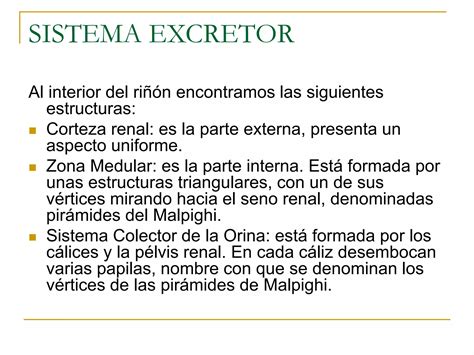 Sistema Excretor Clase Ppt Descarga Gratuita