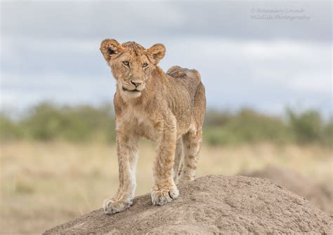 Lion Cub Panthera Leo Zebra Plains Mara Camp Masai Mara Flickr