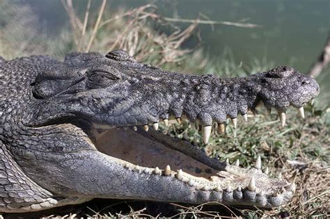 Estuarine Crocodile Wild Animals Outback Australia Ozoutback