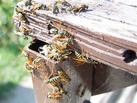 Bee Hornet And Wasp Removal In Jackson Mi Aardvark Pest Control