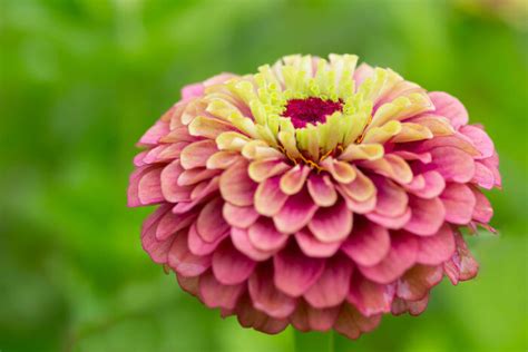 Zinnia Flower Meaning - Flower Meaning