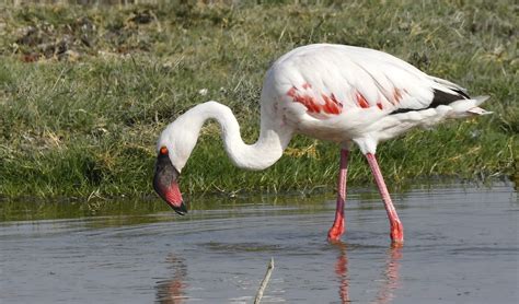 Lesser flamingo facts, distribution & population | BioDB