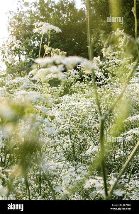 Queen Anns Lace Hi Res Stock Photography And Images Alamy