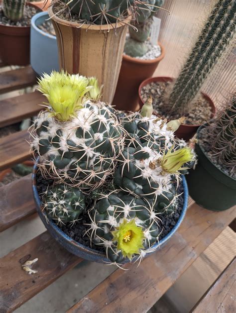 Coryphantha Confusion Andrae Pycnacantha Or Elephantidens Trex Plants