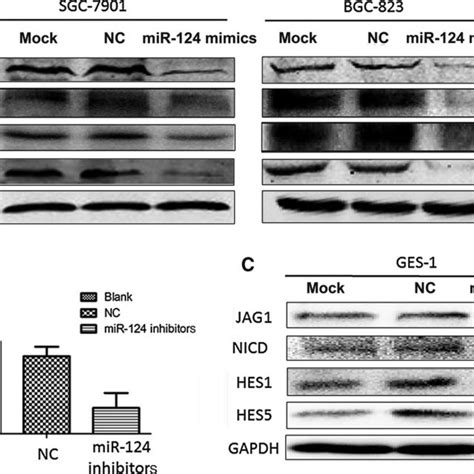 R 124 Affects The Notch Signalling Pathway By Targeting JAG1 A