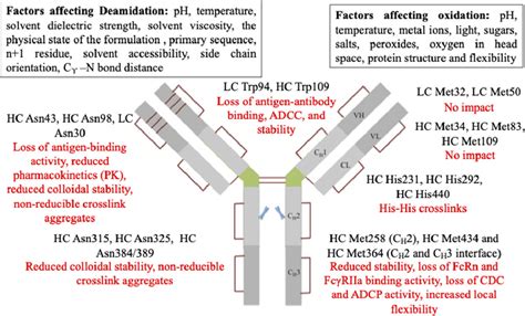 Oxidation And Deamidation Of Monoclonal Antibody Products Potential