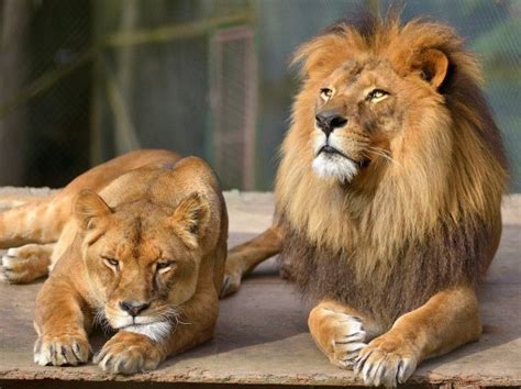 Lion Cat Lioness Couple | Lion cat, Animals, Animals beautiful