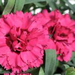 Dianthus Constant Beauty Green Fuse Botanicals Inc