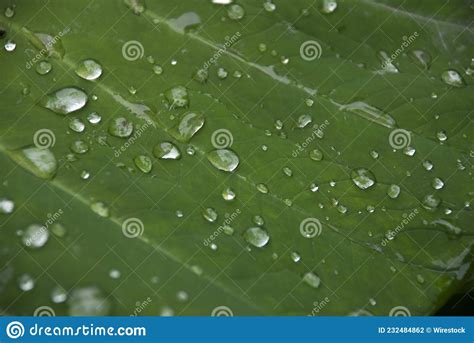 Detalle De Hojas Tropicales Con Gotas De Lluvia En Guatemala Foto De Archivo Imagen De Bosque