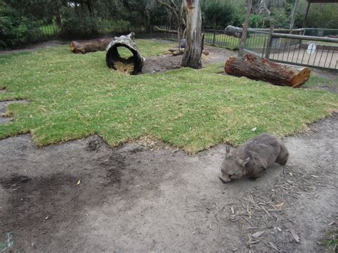 Wombat Enclosure Zoochat