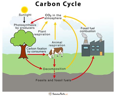 Quiz Carbon Cycle Diagram Quizlet