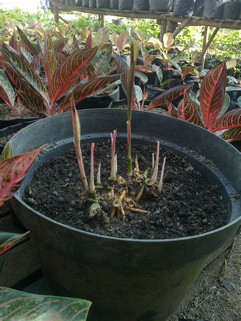 CARA BUDIDAYA MEMPERBANYAK AGLONEMA BERBAGAI MACAM BUDIDAYA