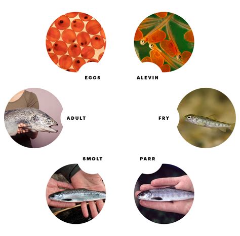 Salmon Life Cycle — Wild Coast Salmon