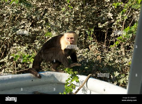 White Faced Monkey capuchin Costa Rica Stock Photo - Alamy