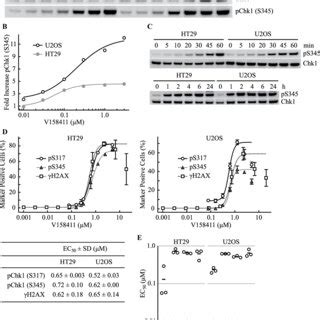 Inhibition Of Chk1 By V158411 Activates ATR Signaling And Increases DNA