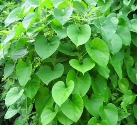 Seenthil Kodi Heart Leaved Moonseed Dried Raw Tinospora Cordifolia