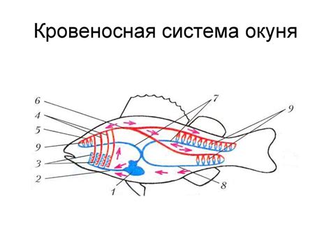 Класс костные рыбы - online presentation