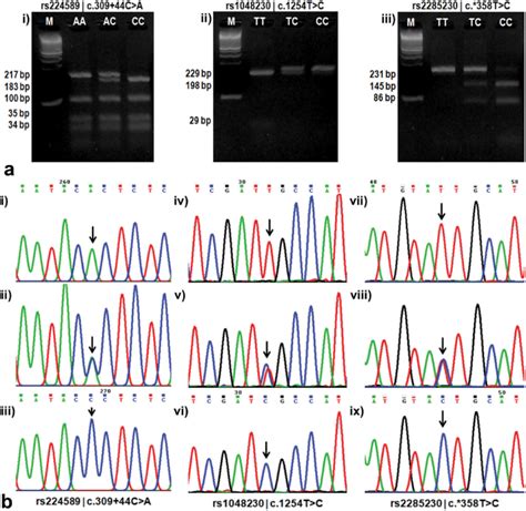 Snp Genotyping By Pcr Rflp And Sanger Sequencing A I Rs C