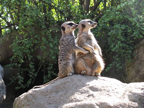 Suricata Linda Mamífero Fauna Foto gratis en Pixabay Pixabay