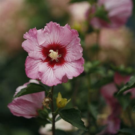 Ruffled Satin Hibiscus Spring Meadow Wholesale Liners Spring