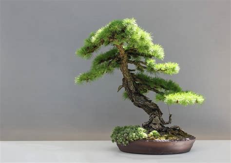 Best Bonsai Tree Types for Beginners