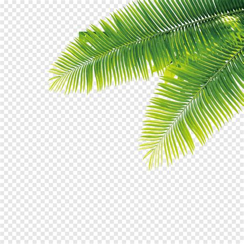 T L Chargement Gratuit Fichier D Ordinateur Des Plantes Tropicales