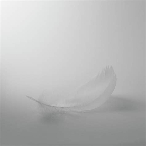 Single White Feather On White Background by Dougal Waters