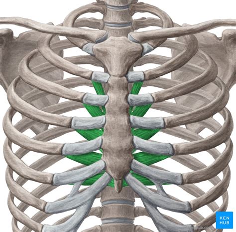 Intercostal Spaces Anatomy Contents And Boundaries Kenhub