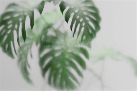 Plant Behind Frosted Glass Stock Photos Free Royalty Free Stock