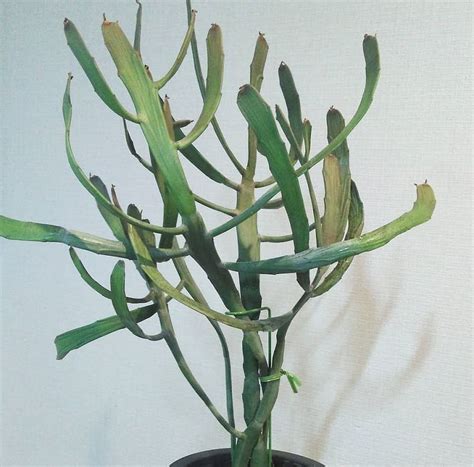 Euphorbia Xylophylloides Characteristics And Care Succulent Alley