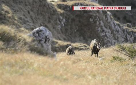 Locul din România unde se adună în această perioadă caprele negre