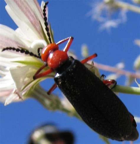 Blister Beetle Lytta Magister Bugguide Net