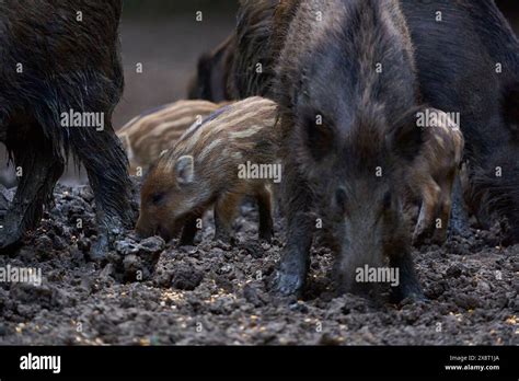 A Herd Of Wild Hogs Feral Pigs Rooting In The Forest For Food Stock