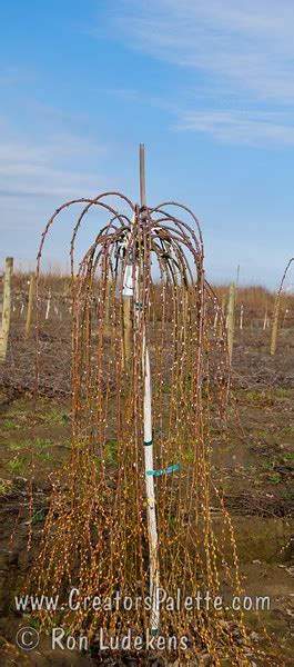 Salix Caprea Pendula Weeping Pussy Willow Creatorspalette