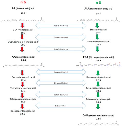 Metabolic Pathways Of N 6 And N 3 Pufa The Red Arrows Indicate The