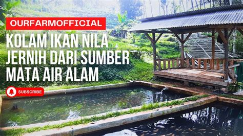 Kolam Ikan Nila Jernih Alami Dari Mata Air Gunung Our Farm Official